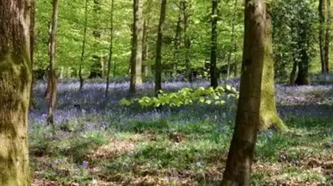 Ancient woodlands carpeted with bluebells in May